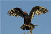 Aproximately the 1% of central wetlands of Argentina is preserved. The turkey vulture is typical specie of this environment.: by pampaswildlife, Views[595]