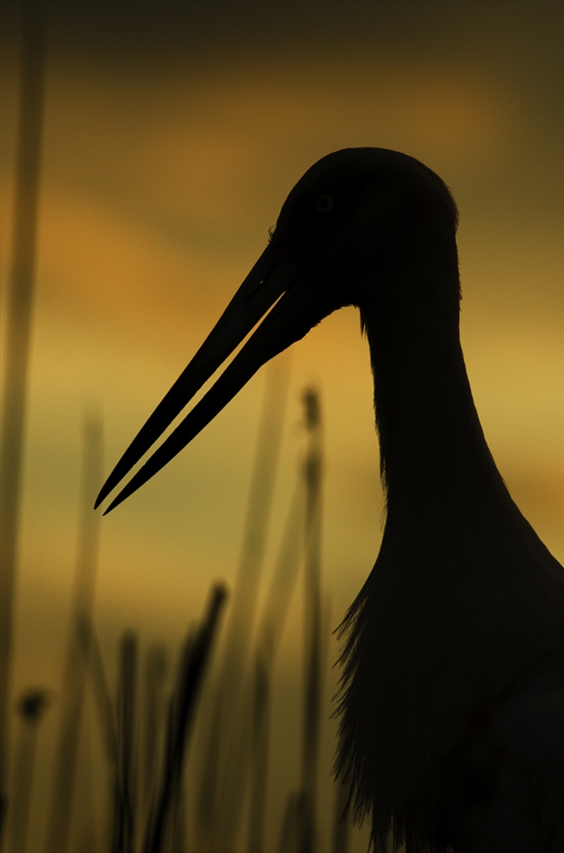 A long waiting allows me to photograph this maguari stork, which was taking care of its young pigeon.  