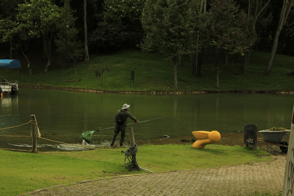 This photo was taken on Simon Bolivar Park, is a worker cleaning the lake after a heavy rain that caused the lake level rise and were detached from the bottom vegetation this work is done before the park opens at 5 am so that visitors can enjoy the beauty of nature