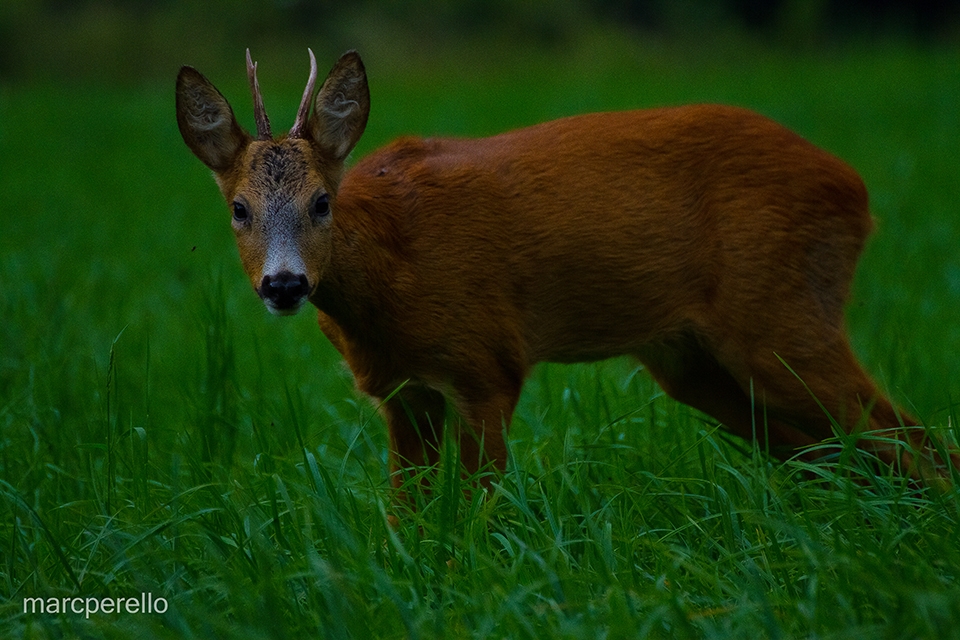 One of my hide friends ;)