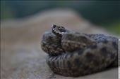 One of my favourite aimals on earth the pyrenees viper, love working with them: by paradissetrip, Views[375]
