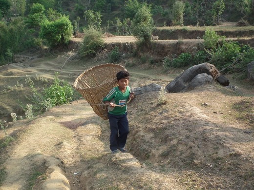 A child work for animals fooding after school in Nepal.