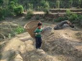 A child work for animals fooding after school in Nepal.: by parbat, Views[526]