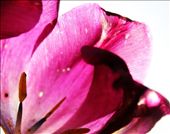 Ageing, we start to feel the fragile nature of the life we have. Our weaknesses and delicacy are shown. Taken July 2012.: by past_tourism, Views[285]