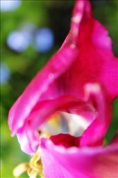 At the end of our days, we wither away but the beautiful heart always remains. The heart that spreads life so that others can exist. Taken late summer 2012.: by past_tourism, Views[298]