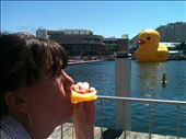 Rubber duck at Darling Harbour, Florentijn Hofman. A woman partakes.: by pastmemoriespresencetime, Views[435]