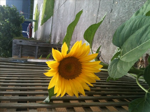 A sunflower shining brightly in the street, as flowers Melbourne grow better