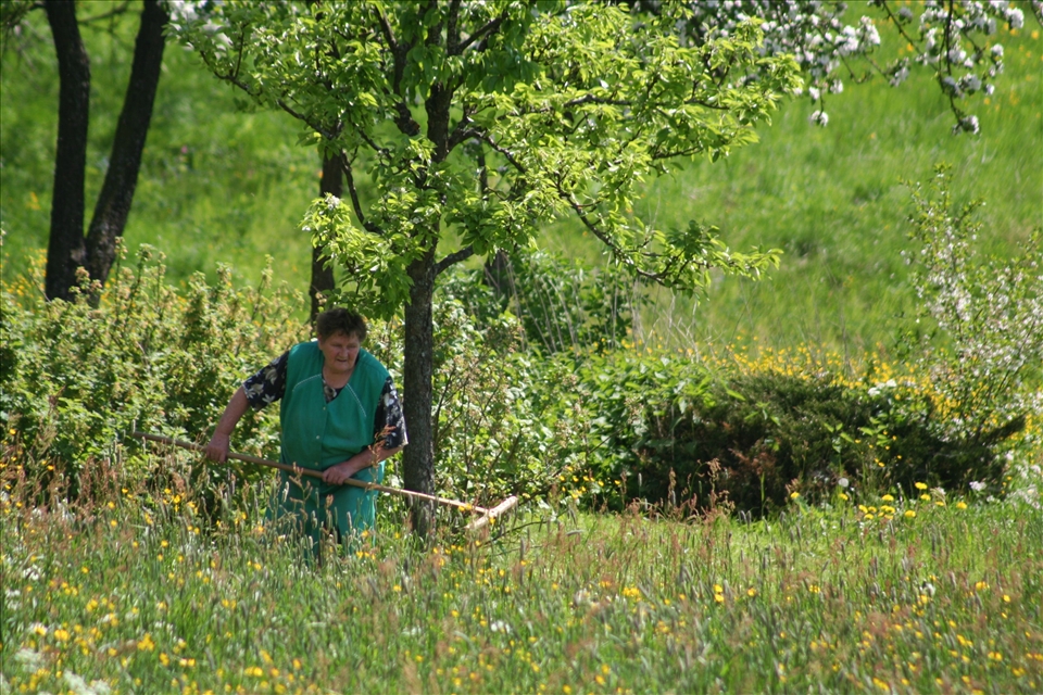 old farmer women at country work (peasant couple)