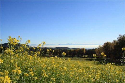 rape field and the northern Alps