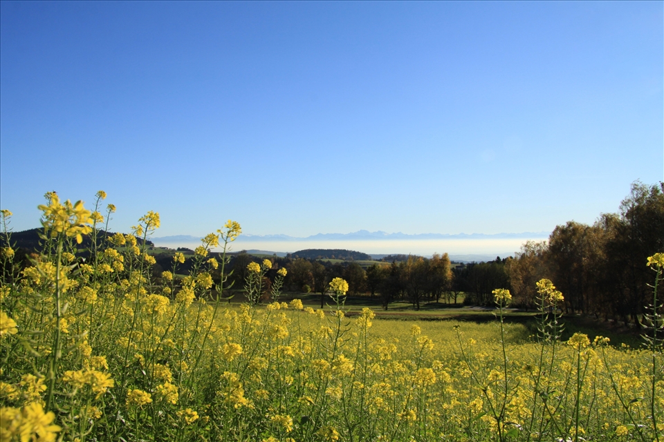 rape field and the northern Alps