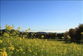 rape field and the northern Alps: by patrickhoefler, Views[513]