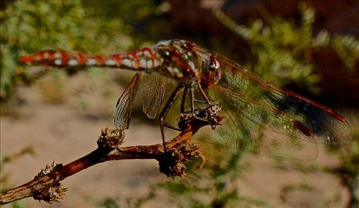 Width of Wings- Red Dragonfly at Wetlands Preserve (Henderson)