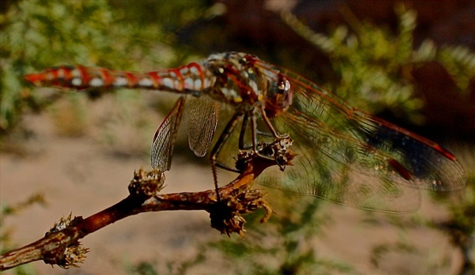 Width of Wings- Red Dragonfly at Wetlands Preserve (Henderson)