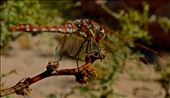 Width of Wings- Red Dragonfly at Wetlands Preserve (Henderson): by patrickwithey, Views[256]