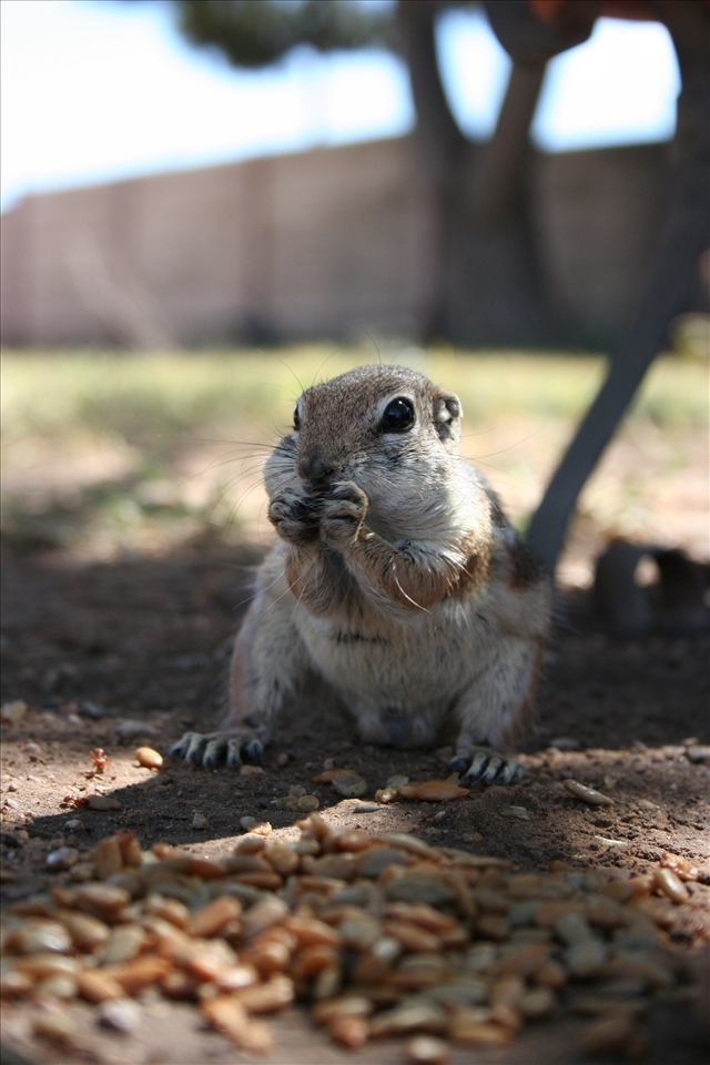 Chow Down- Harris Antelope Ground Squirrel (SE Las Vegas)