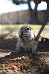 Chow Down- Harris Antelope Ground Squirrel (SE Las Vegas): by patrickwithey, Views[299]