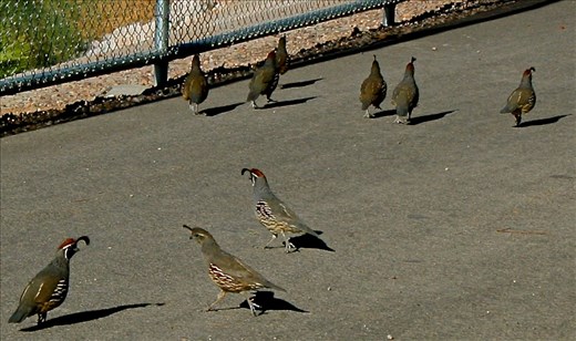 Caught in Stride- Gambel's Quail of Duck Creek (SE Las Vegas)
