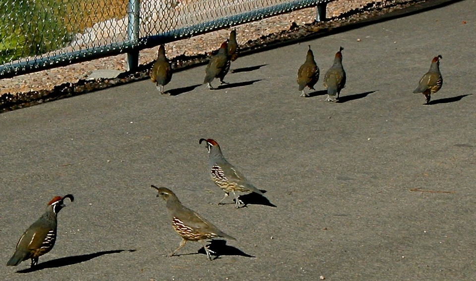 Caught in Stride- Gambel's Quail of Duck Creek (SE Las Vegas)