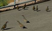 Caught in Stride- Gambel's Quail of Duck Creek (SE Las Vegas): by patrickwithey, Views[281]