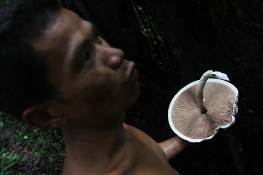 ‘You eat this’ he says, ‘you see the forest - like Orangutan see the forest'