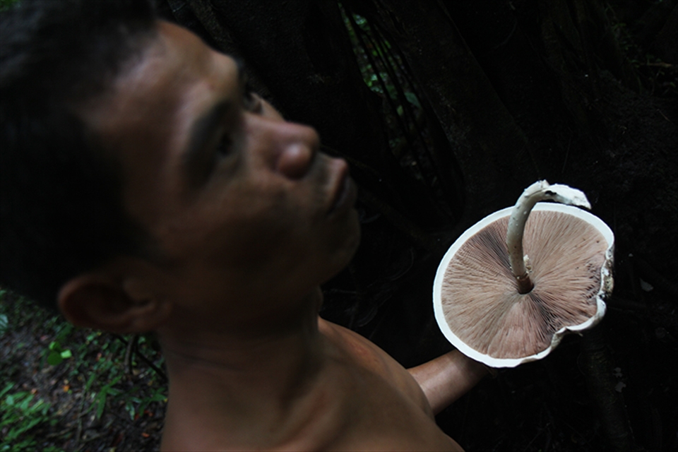 ‘You eat this’ he says, ‘you see the forest - like Orangutan see the forest'