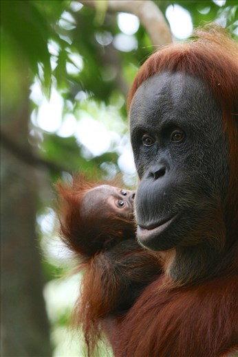 In the local language 'Orangutan' literally means 'Person of the Forest'