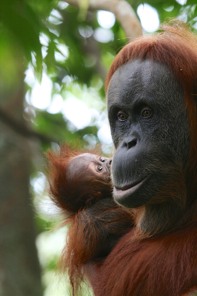 In the local language 'Orangutan' literally means 'Person of the Forest'