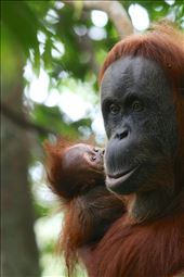 In the local language 'Orangutan' literally means 'Person of the Forest': by pauldaley, Views[634]