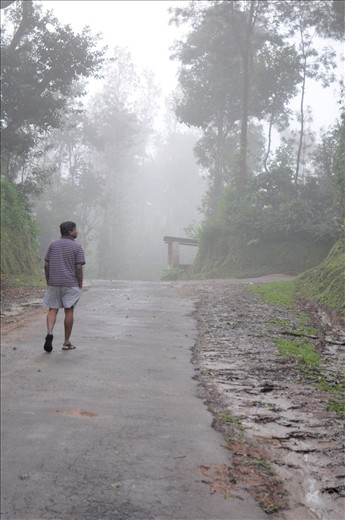 WANDERING IN THE WILD