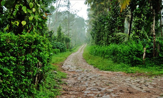 BEAUTIFUL PATH IN COORG