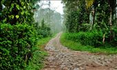BEAUTIFUL PATH IN COORG: by pauldlakra, Views[183]