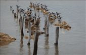 Birds: by pauline, Views[1612]