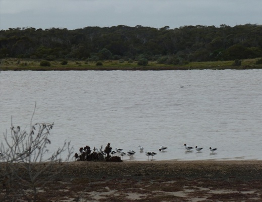 Black Shouldered Kite
