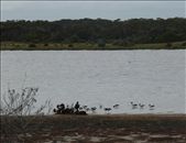 Black Shouldered Kite: by pauline, Views[248]