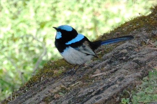 Blue Wren
