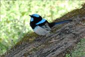Blue Wren: by pauline, Views[2473]