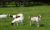 Boer Goats Mount Gambier: by pauline, Views[185]