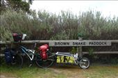 Brown Snake Paddock: by pauline, Views[194]