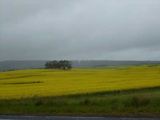 Canola