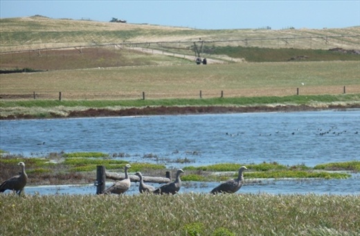 Cape Baron Geese