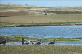 Cape Baron Geese: by pauline, Views[185]