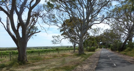 Coast to Vines Rail Trail