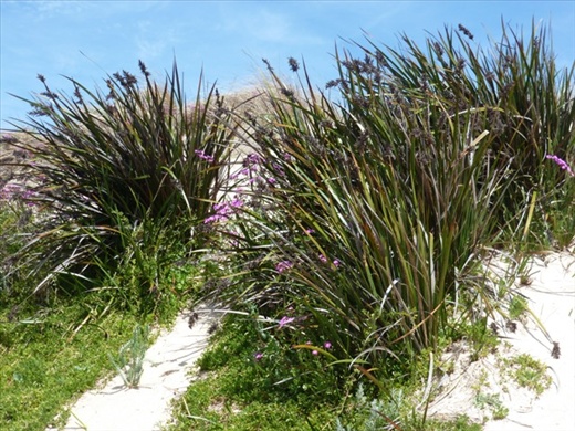 Wild Flowers of the Coorong