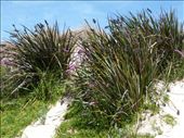 Wild Flowers of the Coorong: by pauline, Views[2120]