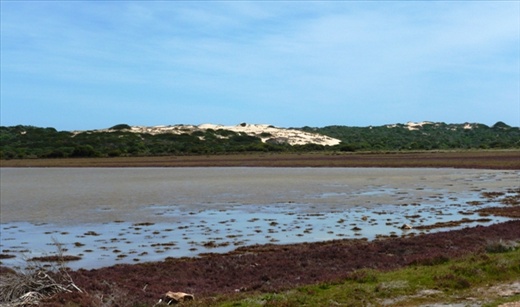 Coorong3