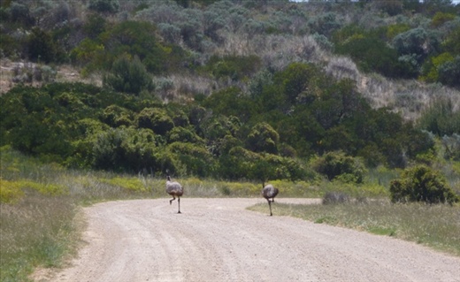 Emus