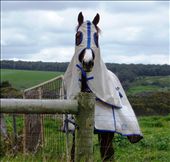 Horse: by pauline, Views[229]