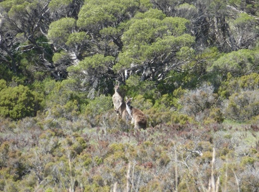 Kangaroos