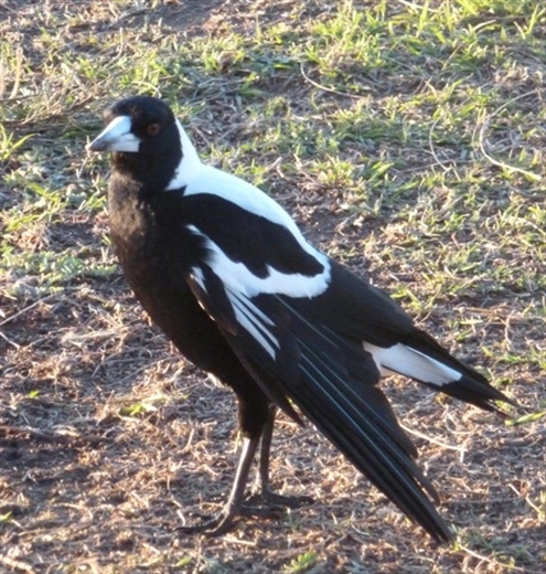Magpie