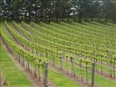 Mt Benson Vineyard: by pauline, Views[174]